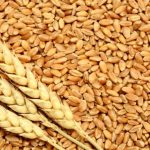 خرید 10 تن گندم